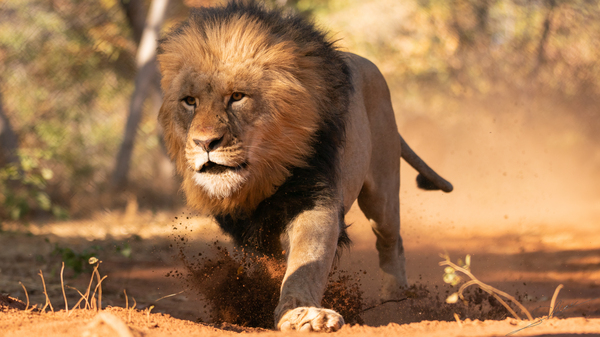 1160 - Running lion  Print