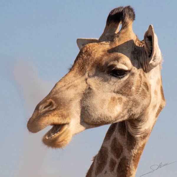 1161 - Giraffe  Print