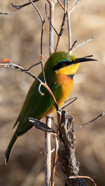1171 - Cinnamon-chested bee-eater - Zimbabwe by Claude Riou