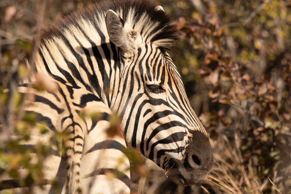 1174 - Zebra  Print