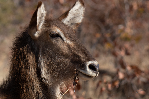 1175 - Waterbuck Print