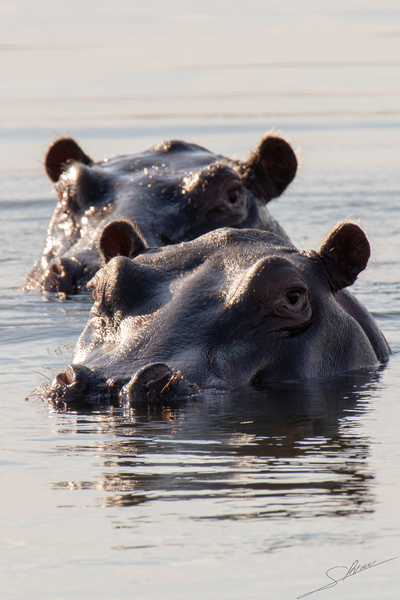 1176 - Hippopotamus by Claude Riou