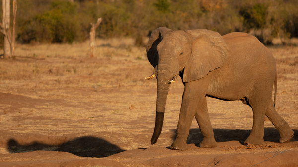 1182 - Elephant  Print