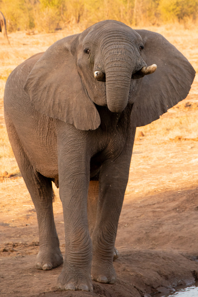 1184 - Young elephant Print