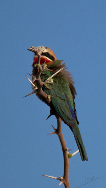 1186 - Bee-eater  Print