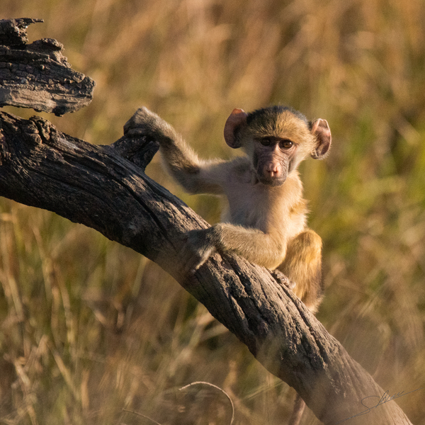 1187 - Young baboon Print