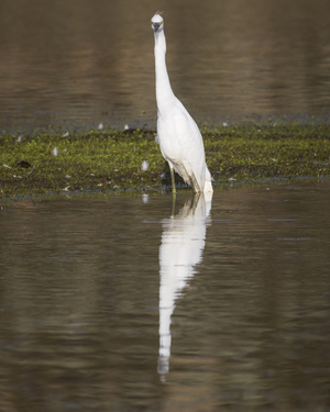 Ive Been Made - Snowy Egret in Lassen County California