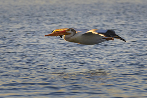 Evening Glide - Pelican in the Eagle Lake golden hour - Lassen County California
