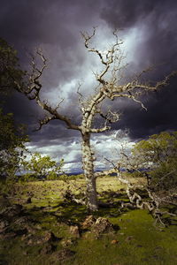 Ominous Oak - Sacramento Riverbend Area - Tehama County California