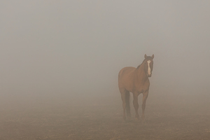 Foggy Dreamer - Dreamcatchers Wild Horse and Burro Sanctuary - Lassen County California
