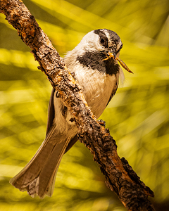 Feeding the Family - Mountain Chickadee with food for its young