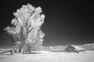 Likely California Barn and Trees - Modoc County California - infrared