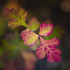 Leaves of Three - Square