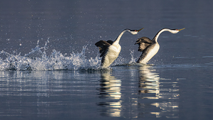 The Rush is On - Rushing Grebes at Eagle Lake - Lassen County California