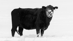 647 Tribulations - Lassen County California by Mike Lee