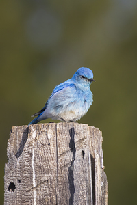 Mountain Bluebird on a Weathered Post - Sierra County California