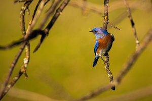 Its a Bluebird Day - Redding - Shasta County California by Mike Lee
