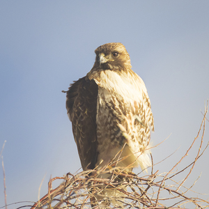 Young Red Tail in Winter Light - Lassen County California
