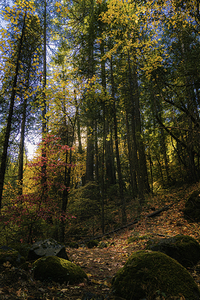 Deer Creek Trail Autumn Splendor - Tehama County California