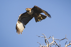 Juvenile Red Tailed Hawk in Flight Over Lava Beds National Monument