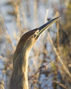 American Bittern Head Shot - Sacramento NWR - Glenn County California