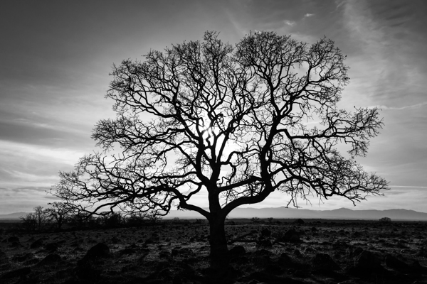 Timeless Strength Monochrome - Lone oak in the Sacramento Riverbend Area - Tehama County California Print