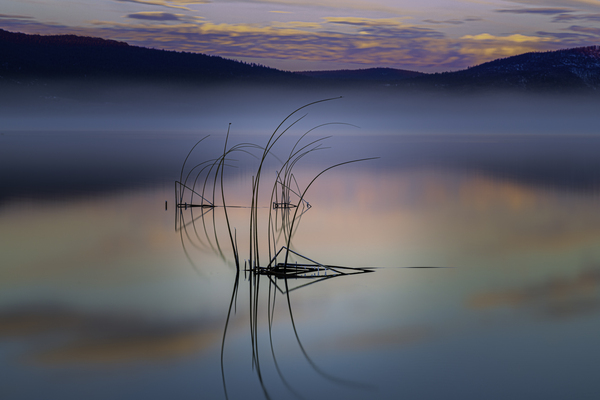 Tule Reflections - Eagle Lake - Lassen County California by Mike Lee