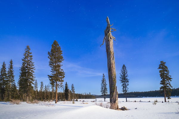 Moonlit Sentinel - Long Lake - Lassen County California nightscape Print