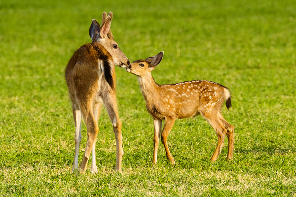 Chums - Mule Deer buck and Fawn - Lassen County California by Mike Lee