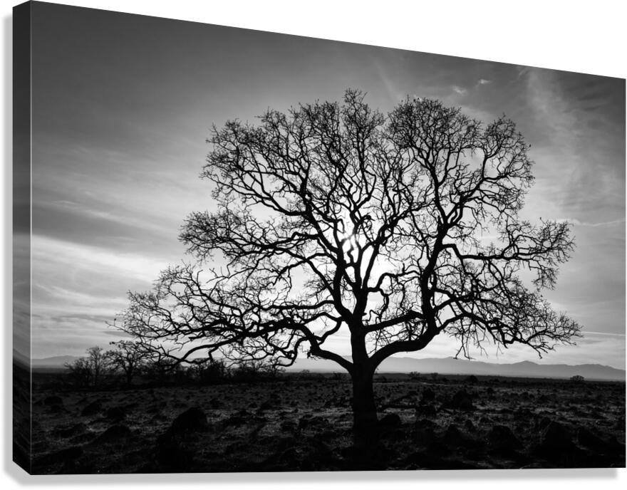 Timeless Strength Monochrome - Lone oak in the Sacramento Riverbend Area - Tehama County California Canvas Print