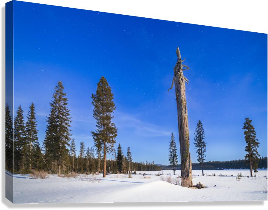 Moonlit Sentinel - Long Lake - Lassen County California nightscape Canvas Print