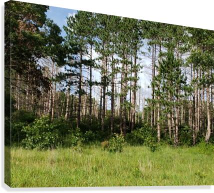 Standing Tall Canvas Print