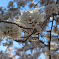 Cherry Blossoms