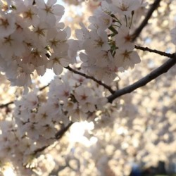 Sunburst Cherry Blossoms