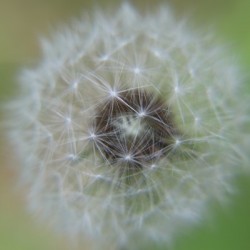 The Depth of a Wish