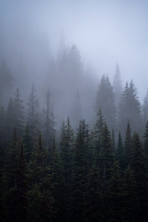 Moody Trees in Montana