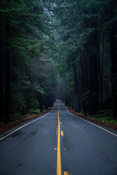 Avenue of the Giants Print