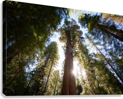 Sequoias Canvas Print