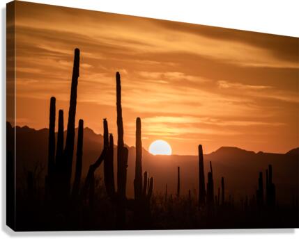 Saguaro Canvas Print