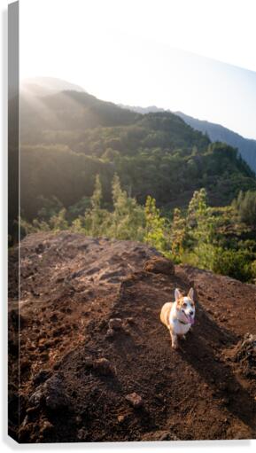 Mountain Corgi Canvas Print