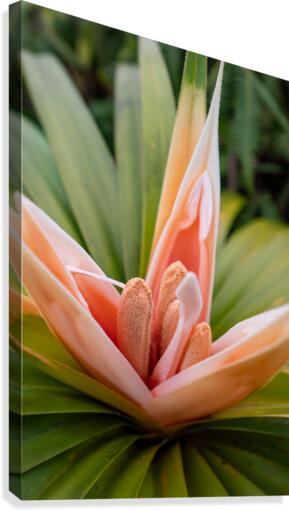 ʻIeʻie Canvas Print