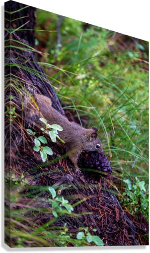 Chipmunk Canvas Print