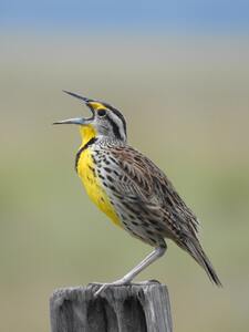 Birds say things we cant hear