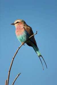 Birds get lonely too