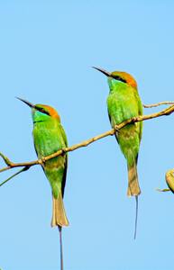Birds plan things