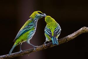 Birds love friends