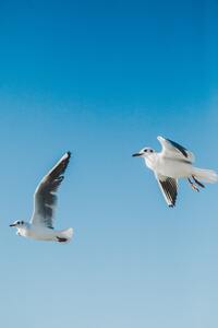 Birds fly high