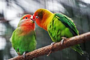 birds remain aloof