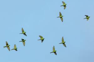 Birds flock too