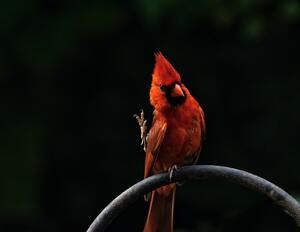 birds dont yell